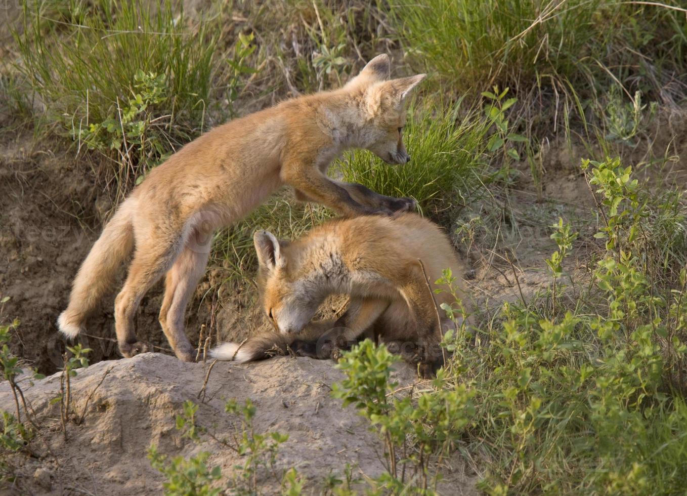 Young Fox Kit photo
