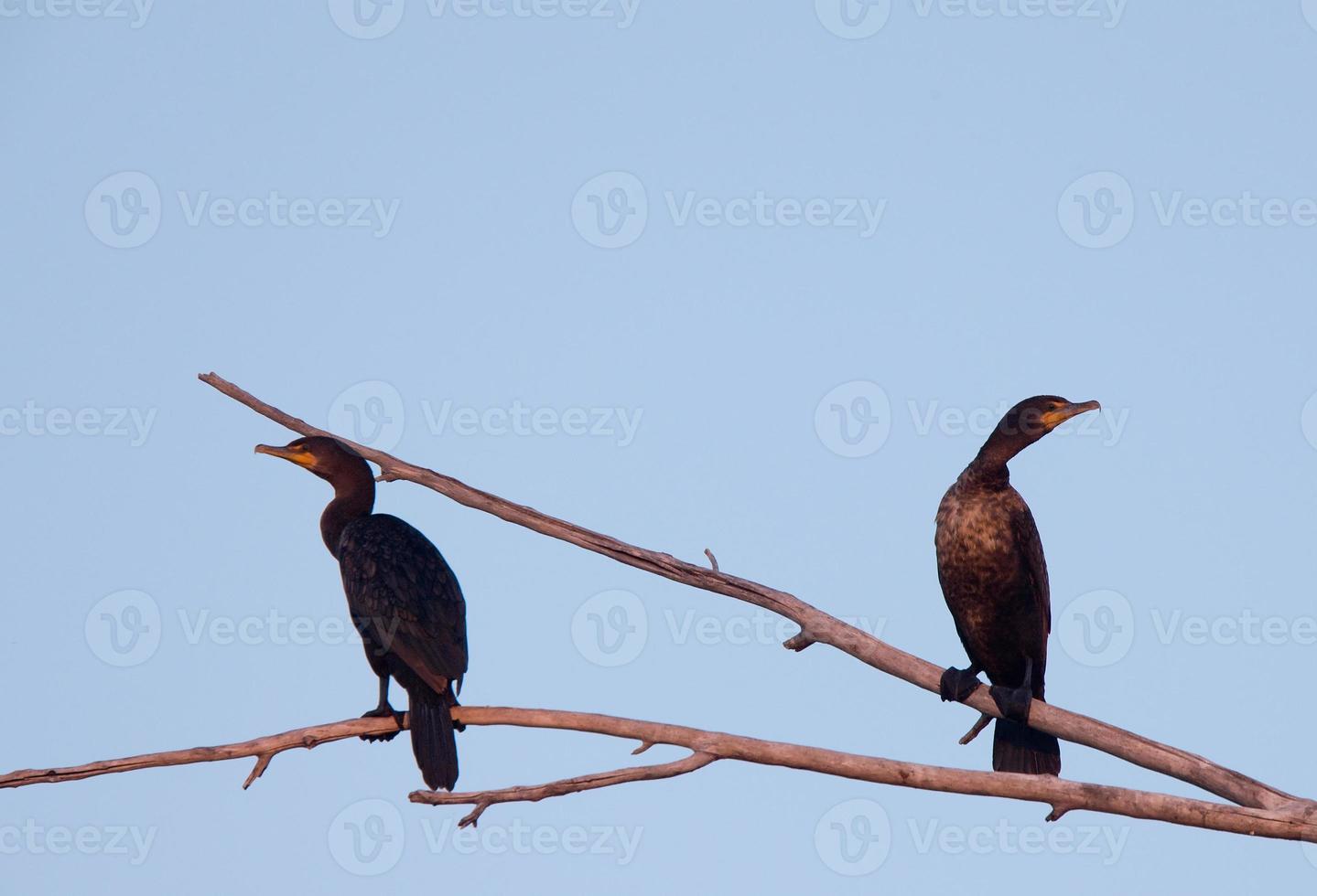 Cormorants in tree photo