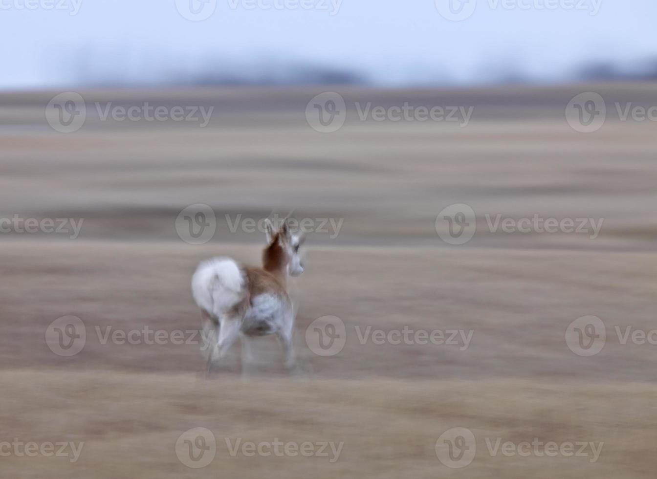 Pronghorn Antelope Saskatchewan Canada photo