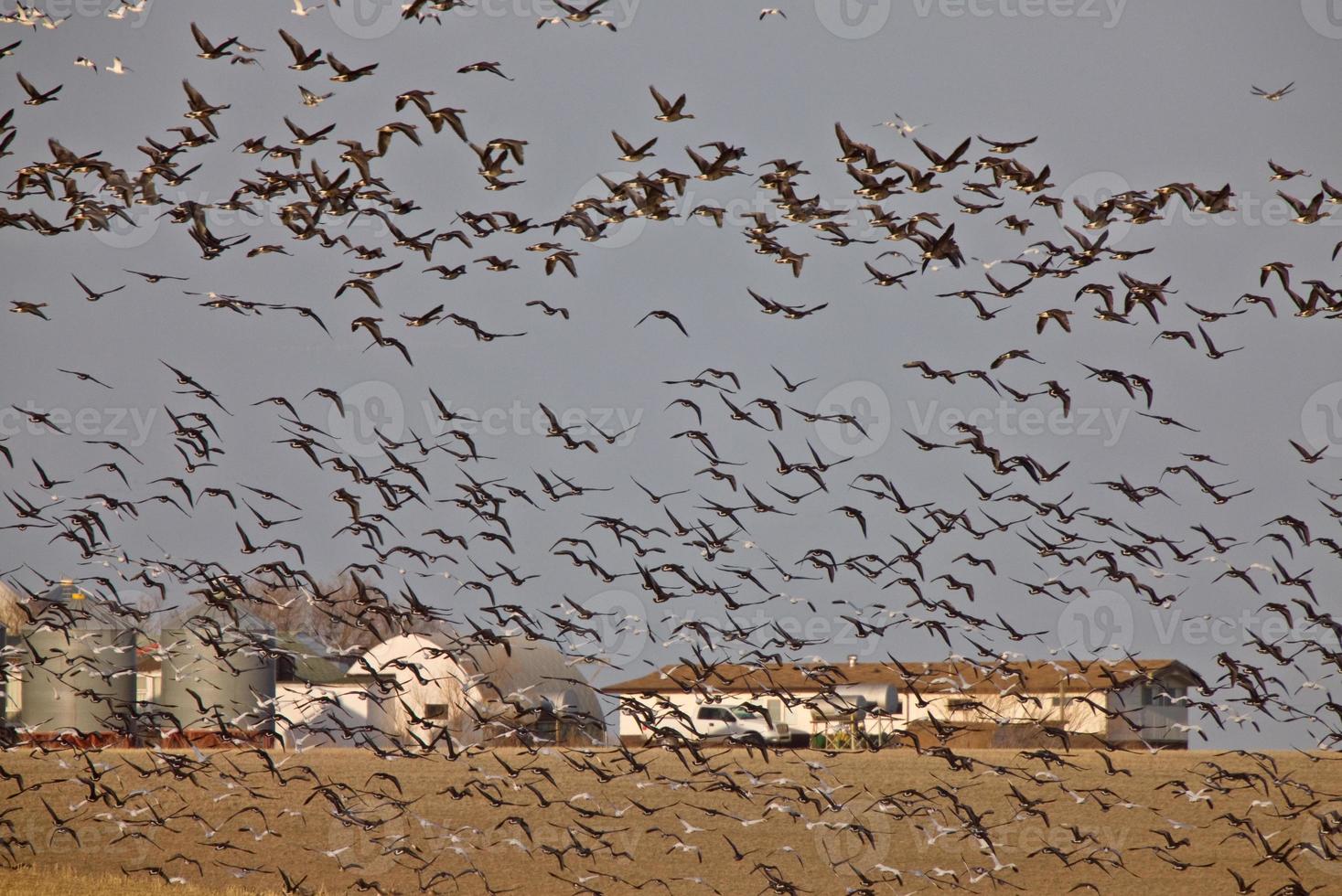 Snow Geese And Whie Fronted Geese Canada in Flight photo