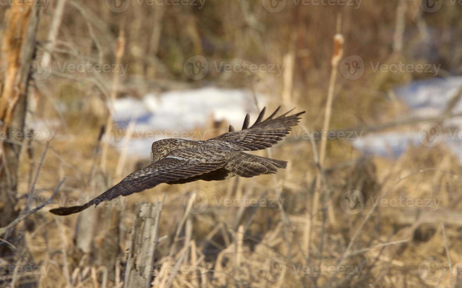 Great Gray Owl photo