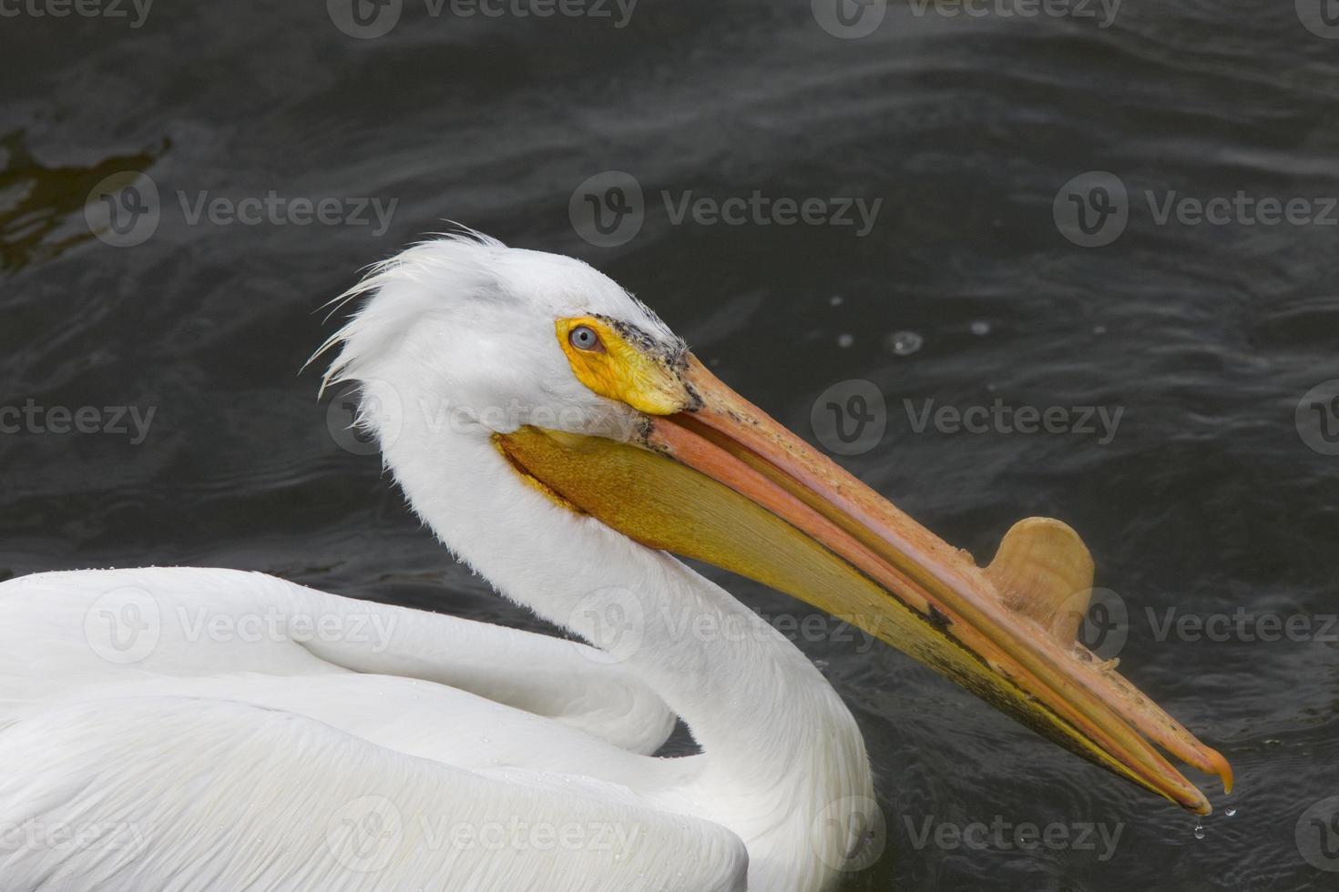 American White Pelican photo