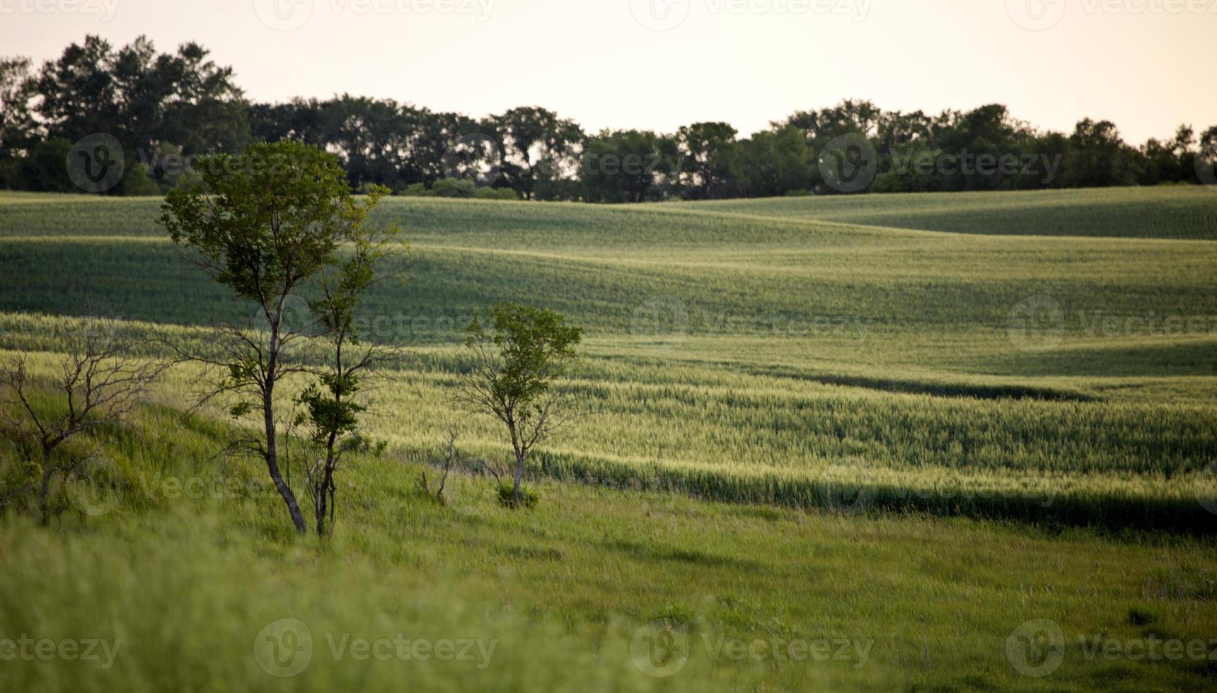 escena de la pradera saskatchewan foto