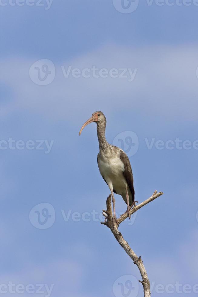 Wood Stork perched in Florida tree photo