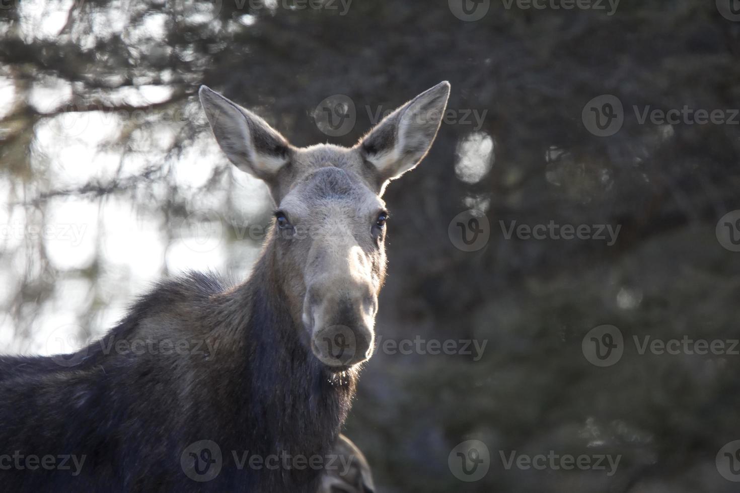 Moose in Winter photo