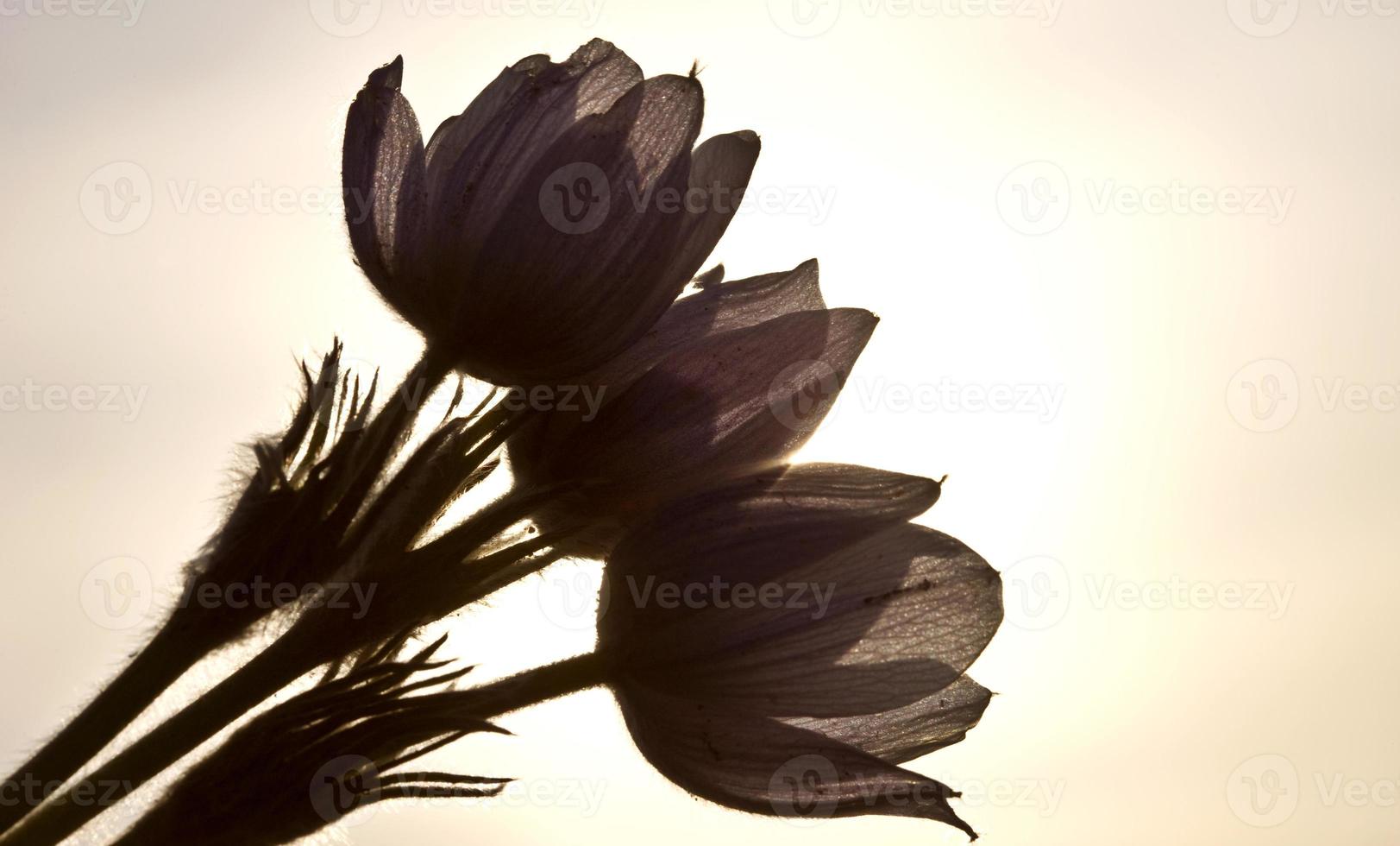 Spring Time Crocus Flower photo