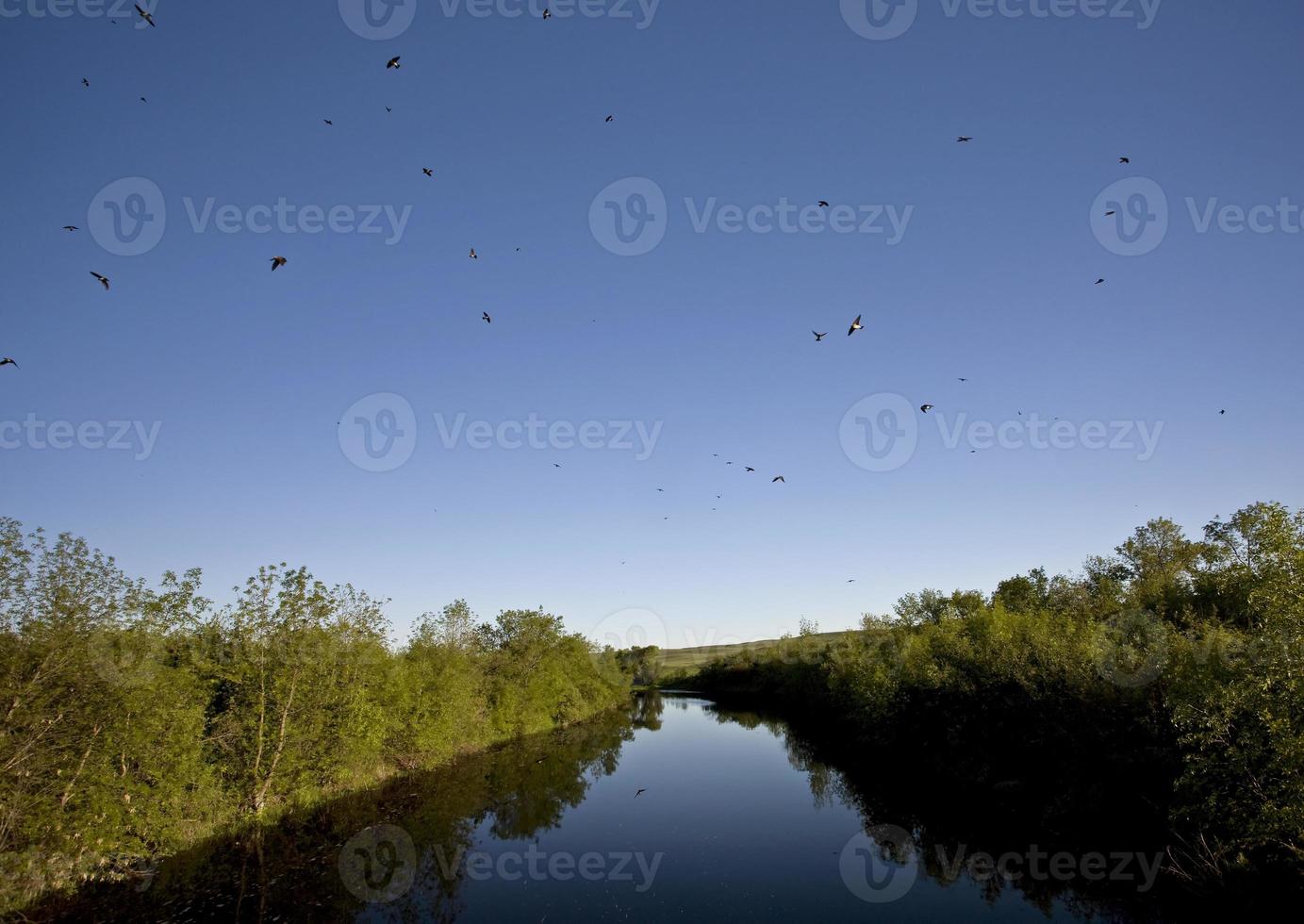 Saskatchewan River and Swallows photo