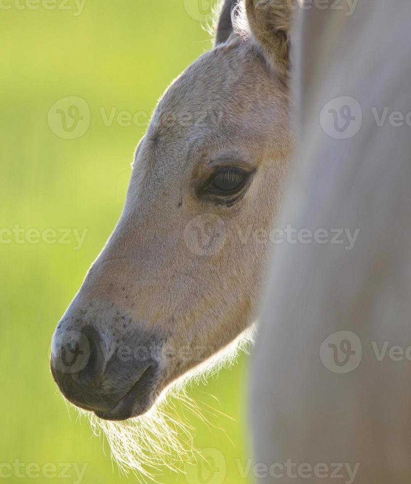 Colt and Mother photo