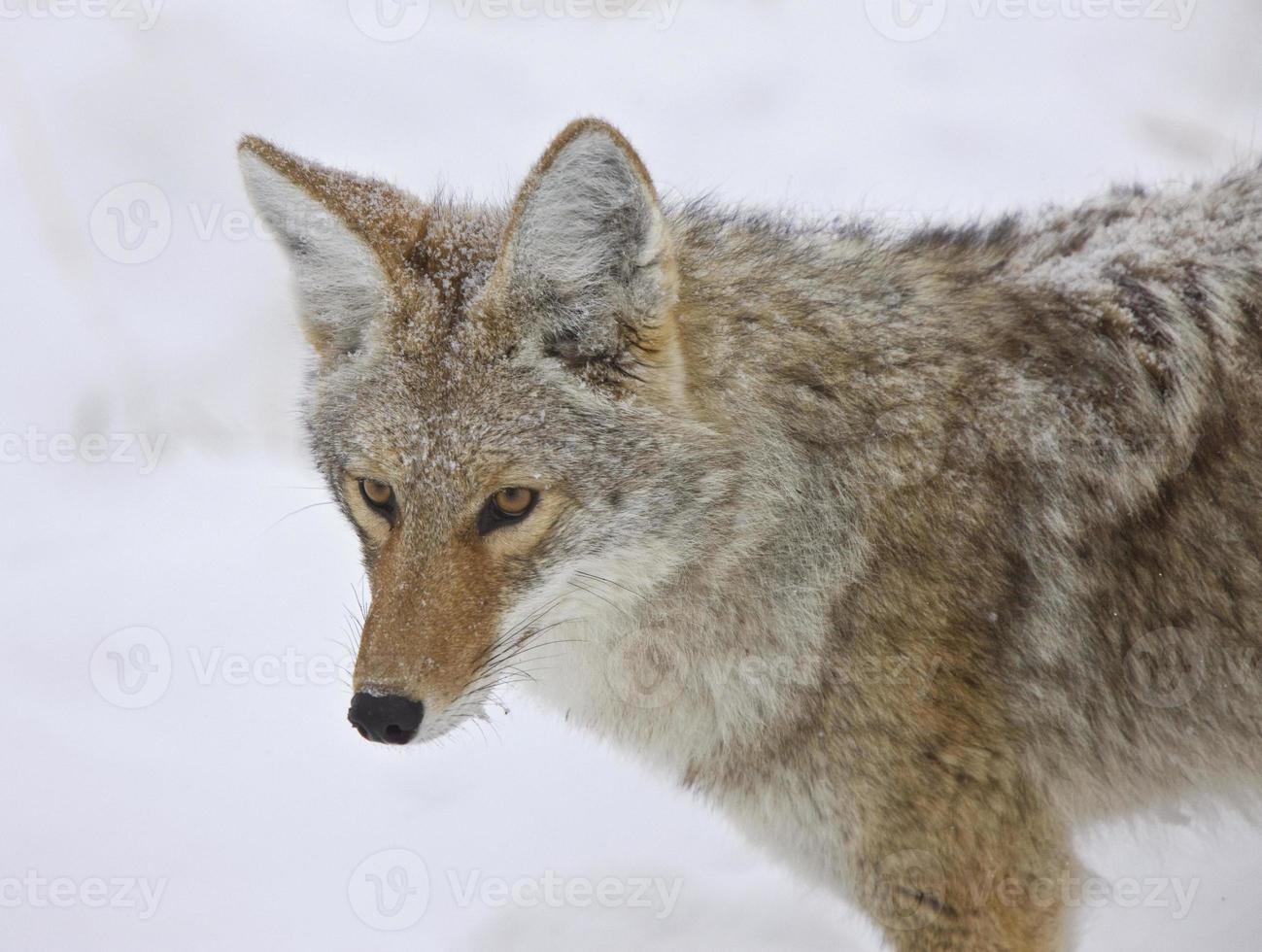 parque de yellowstone wyoming invierno snow coyote foto