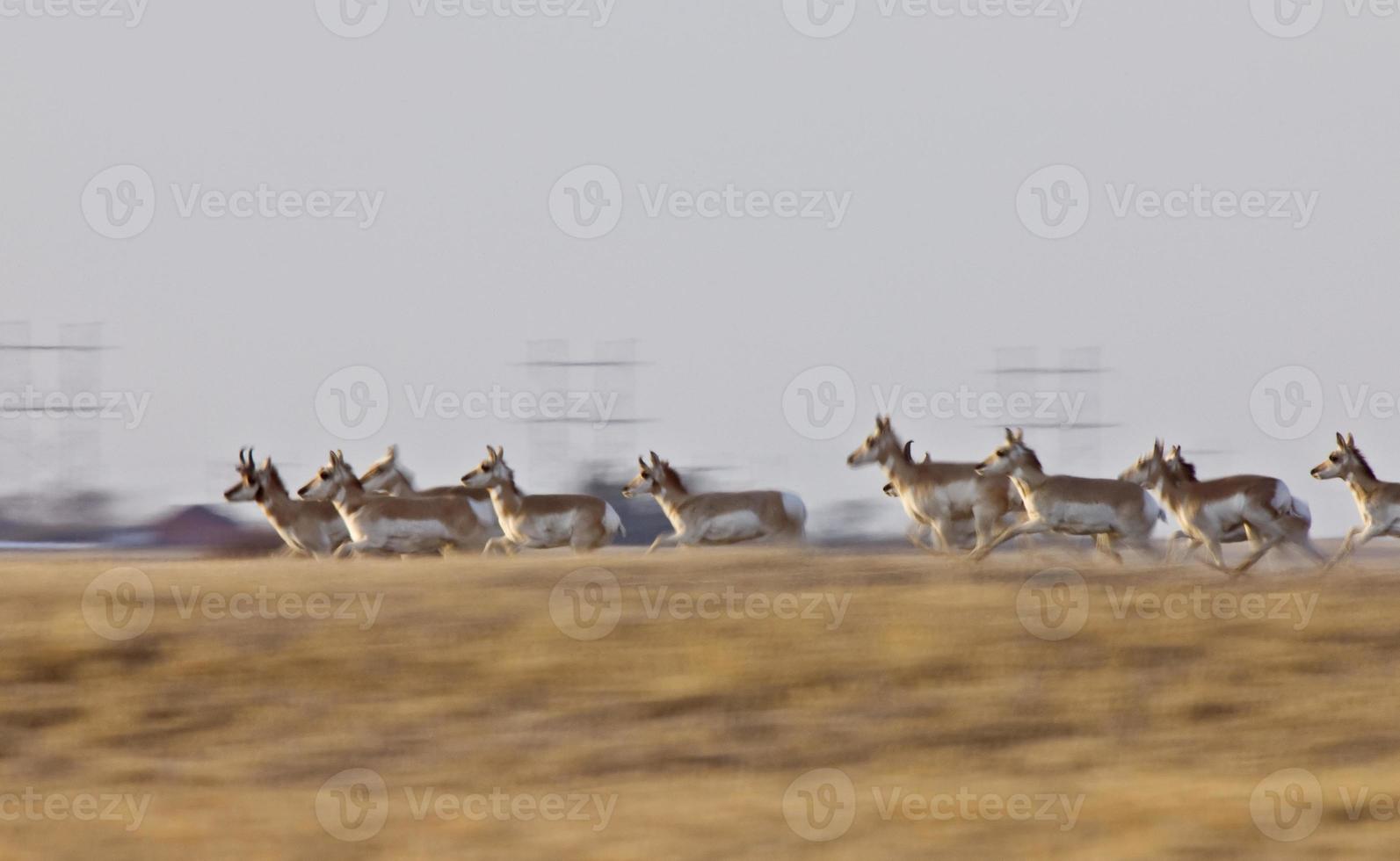 Pronghorn Antelope Saskatchewan Canada photo