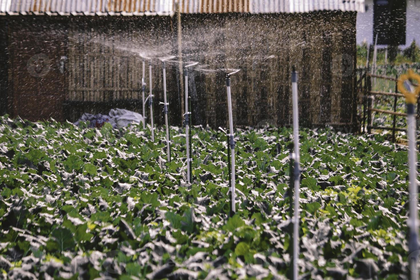 Sprinkler is watering a variety of beautiful growing Strawberry tree in the garden. photo
