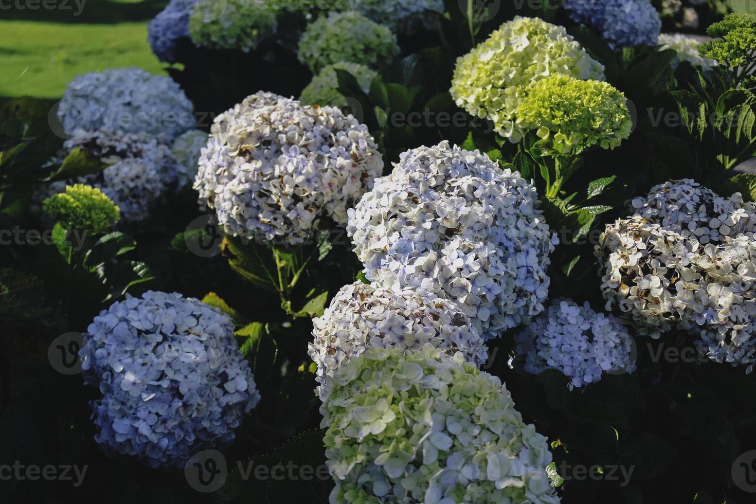 Blue Hydrangea or Hydrangea macrophylla or Hortensia flower or blue flower. Shallow depth of field for soft dreamy feel. photo