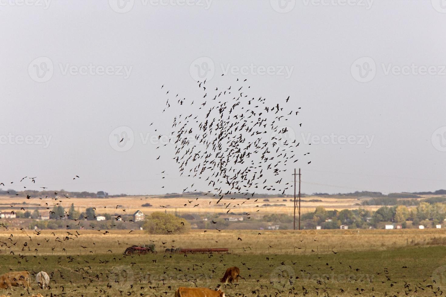 Blackbirds flying around cattle in Saskatchewan Canada photo