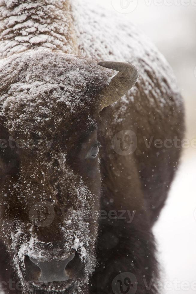 Bison Buffalo Wyoming Yellowstone photo