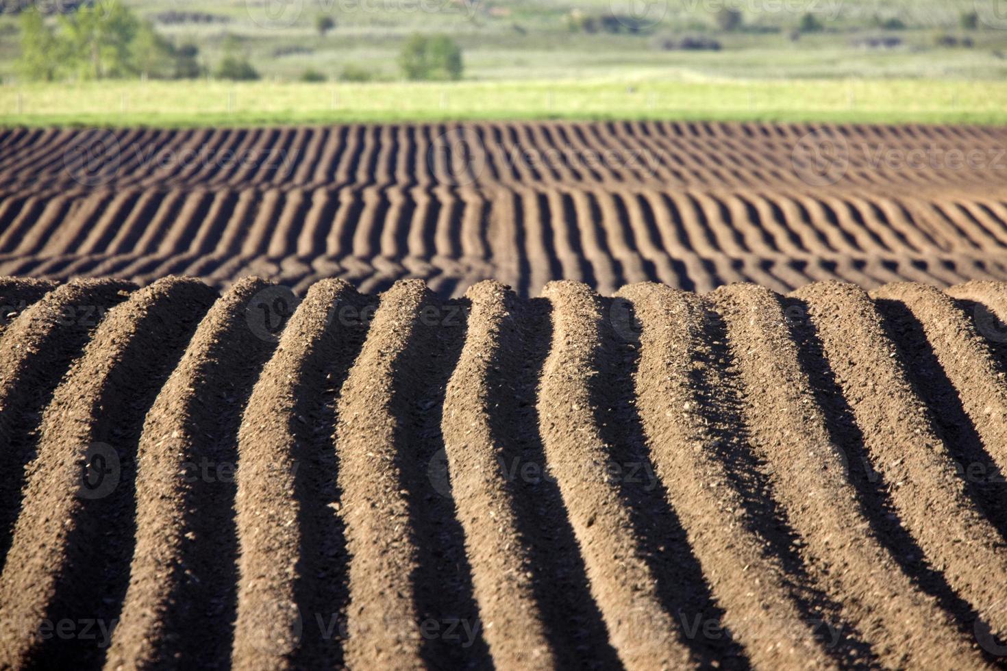 Farming Rows seeds plalnted photo