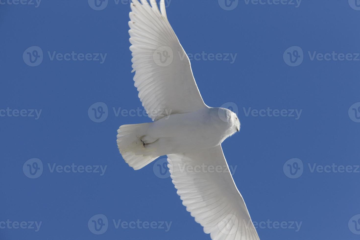 Snowy Owl in Flight photo