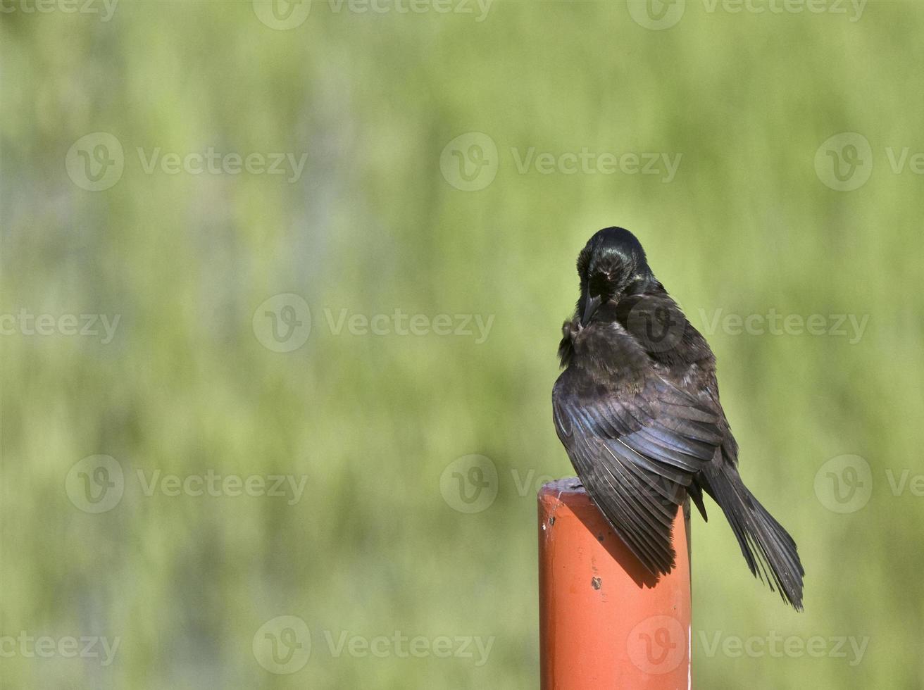 Blackbird on Post photo