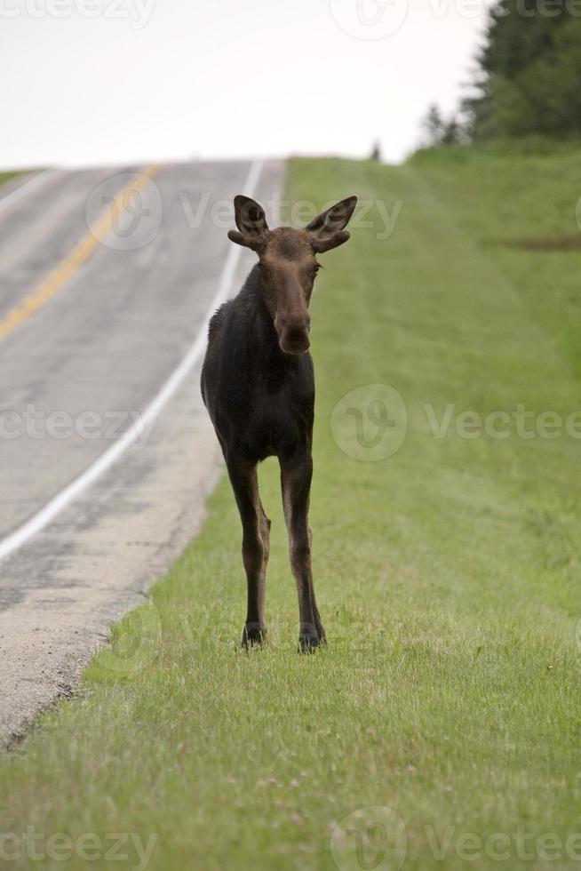 Young Bull Moose photo