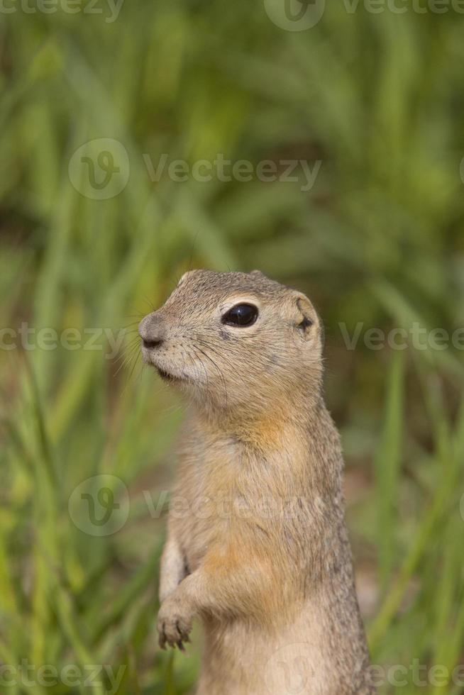 richardson ground squirrel photo