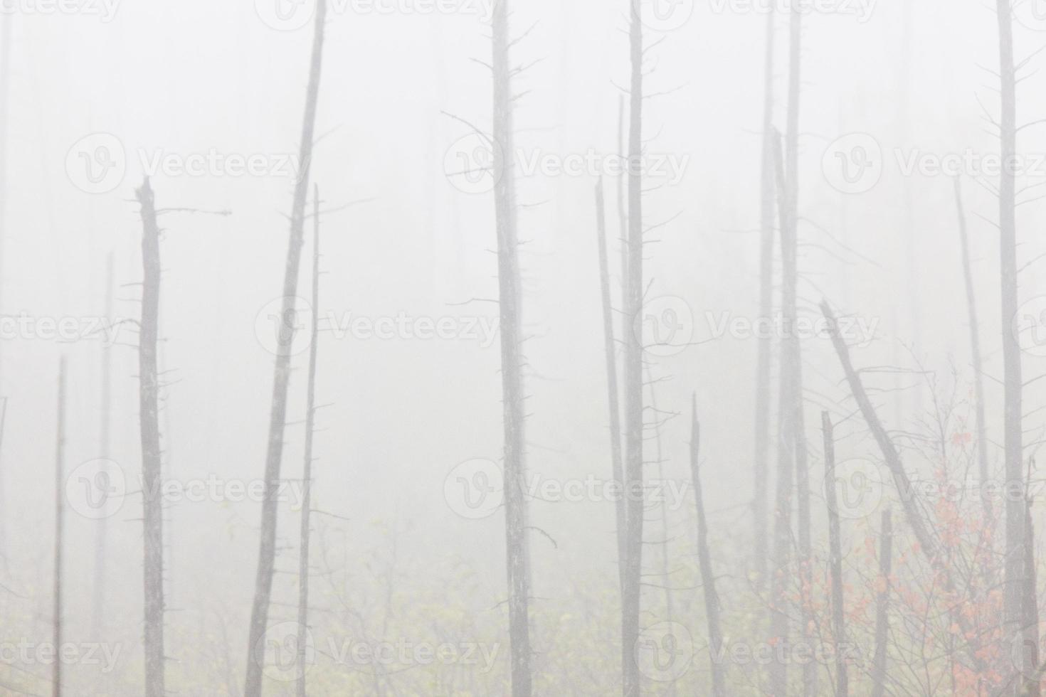 niebla matutina y árboles niebla saskatchewan canadá foto