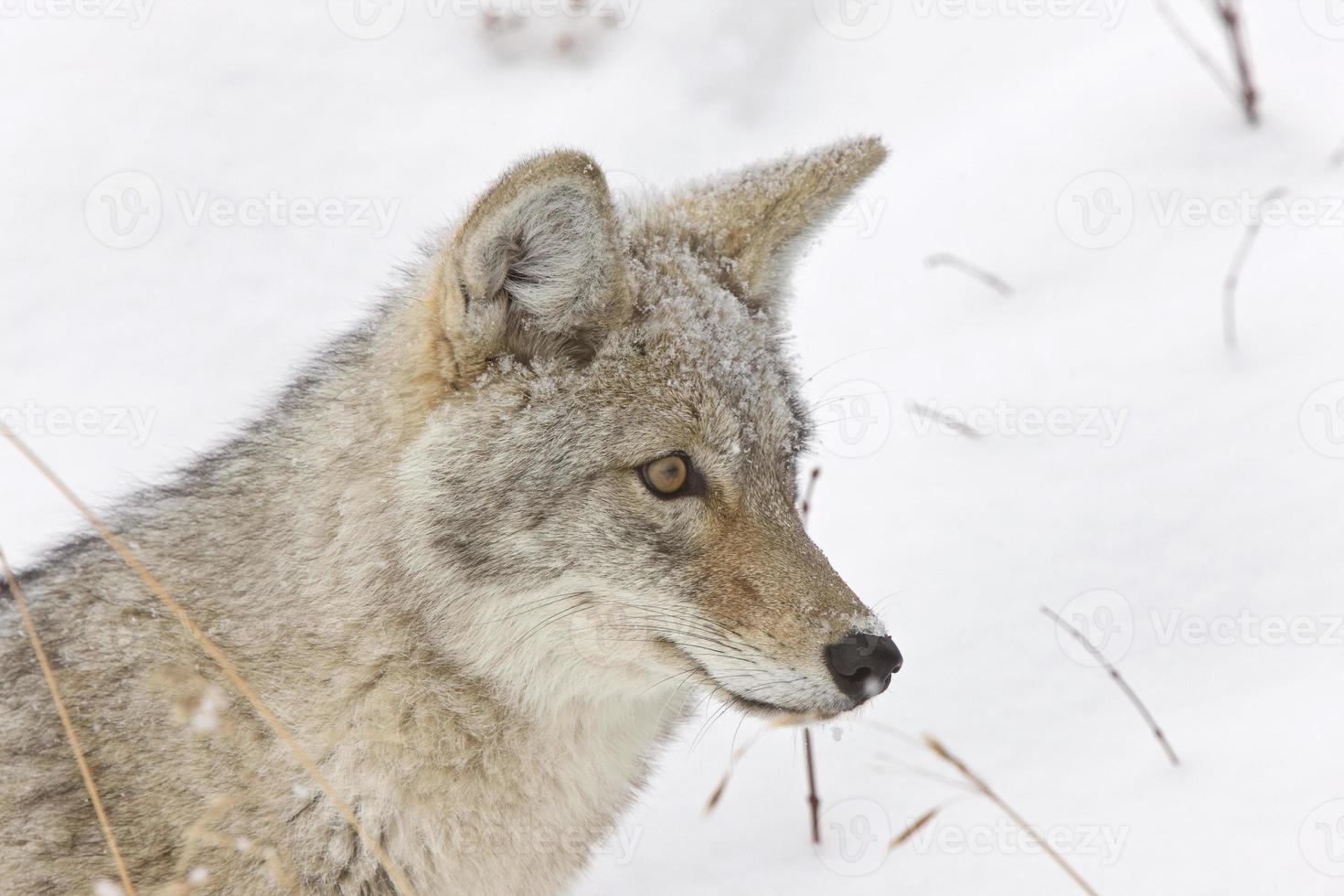 Yellowstone Park Wyoming Winter Snow coyote photo