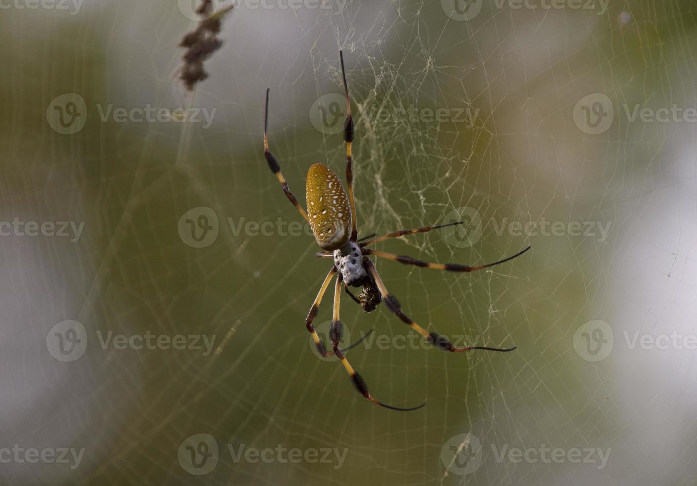 Spider in web photo