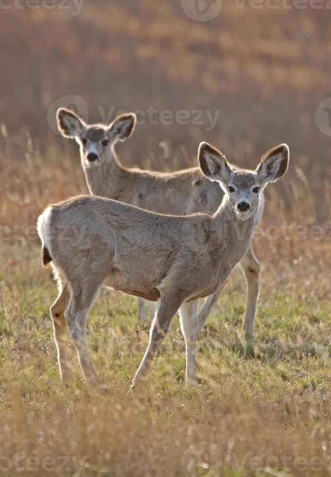 Mule Deer Saskatchewan photo