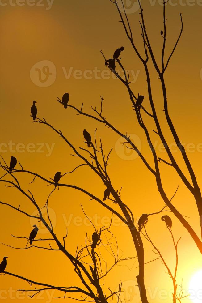 cormoranes en árbol foto