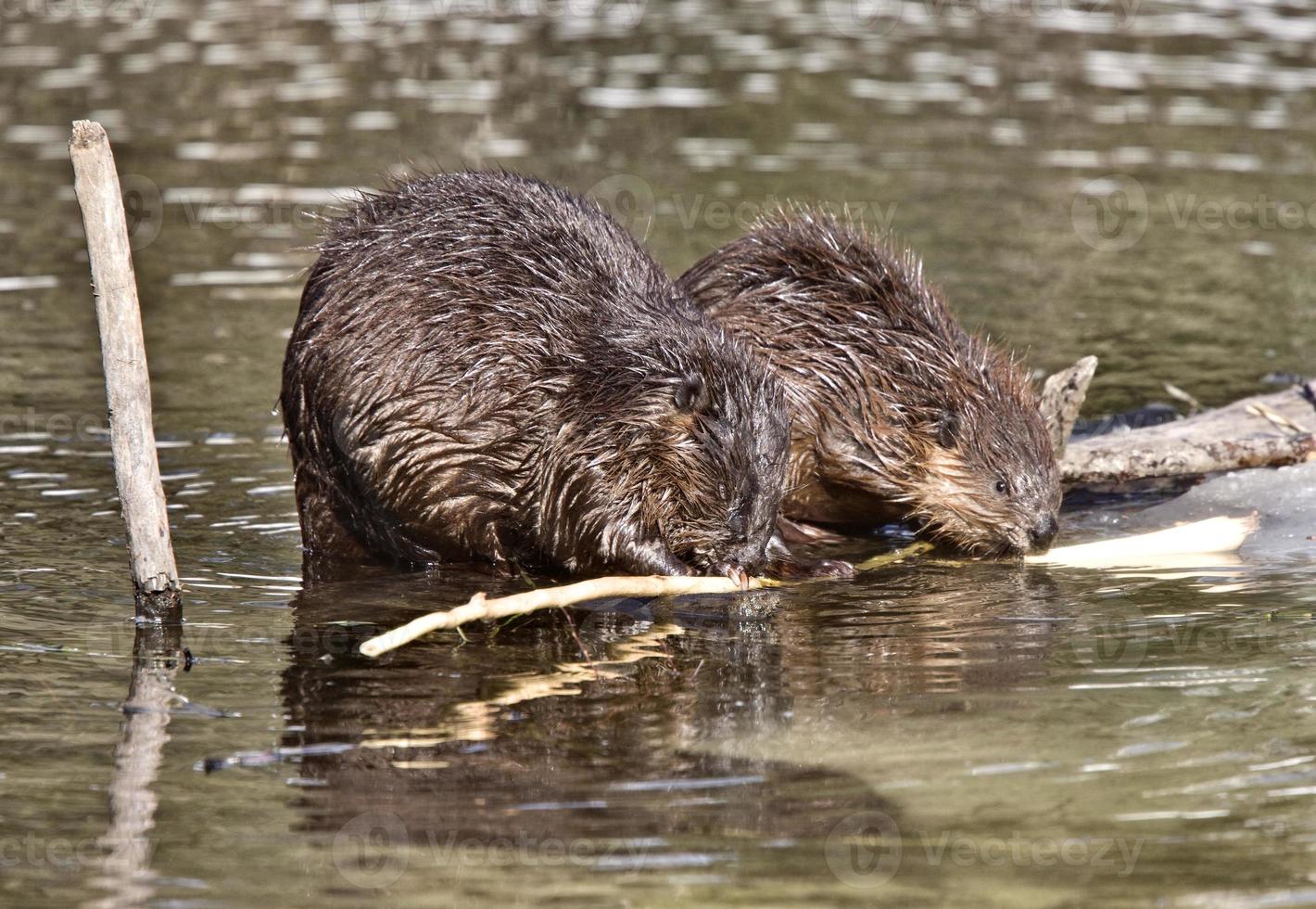 Beaver at Work photo