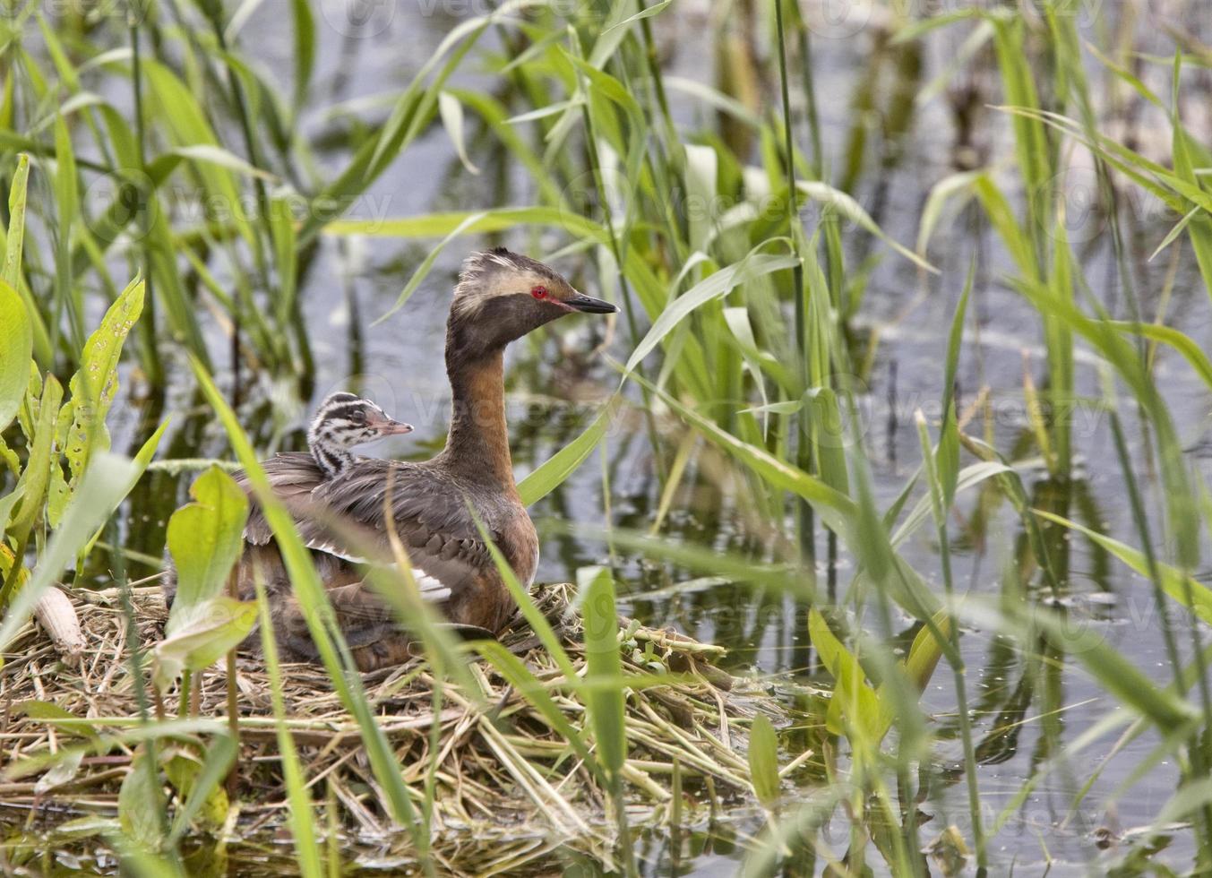 Horned Grebe and babies photo