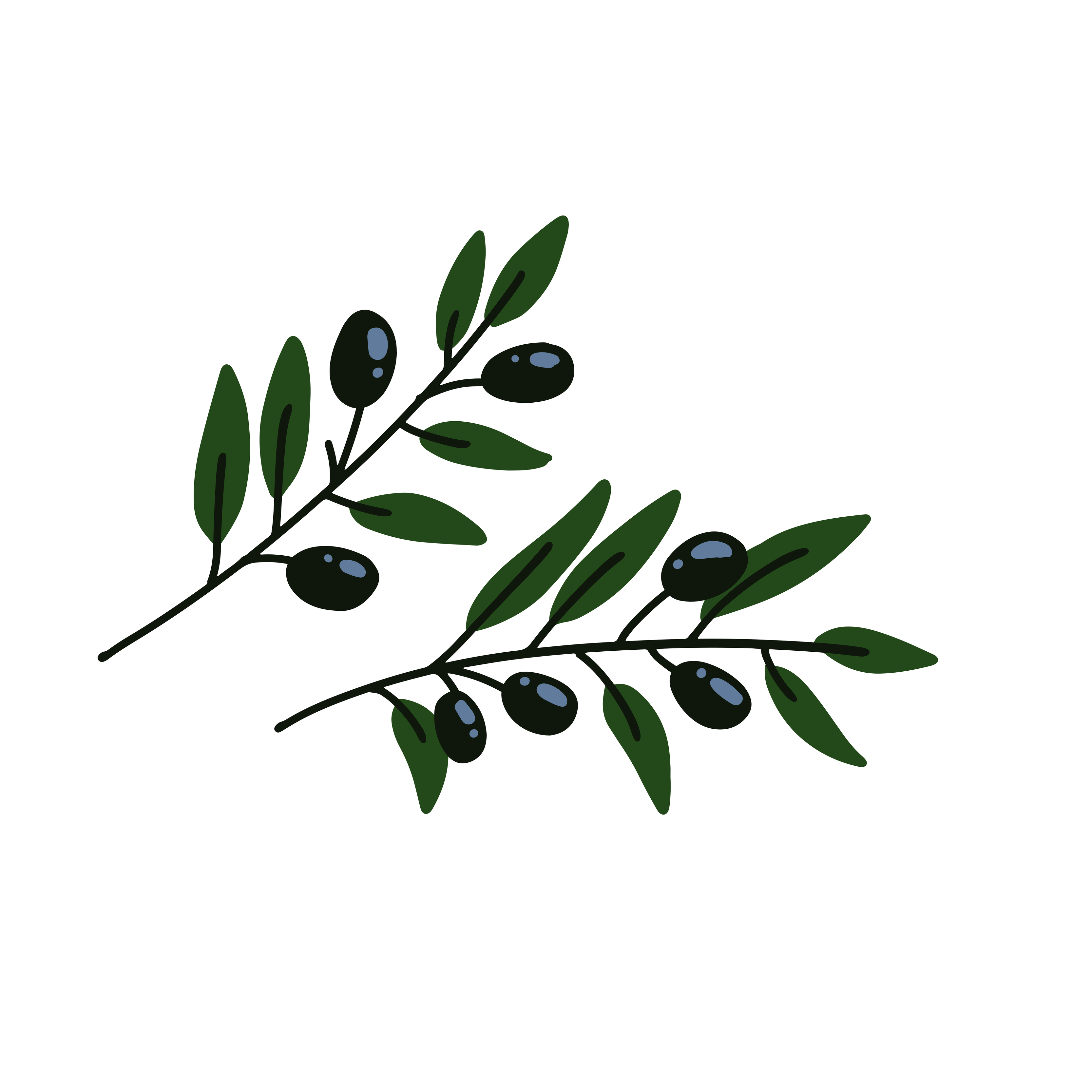 Two Olives branches . Greek olives branch set, summer oil food tree