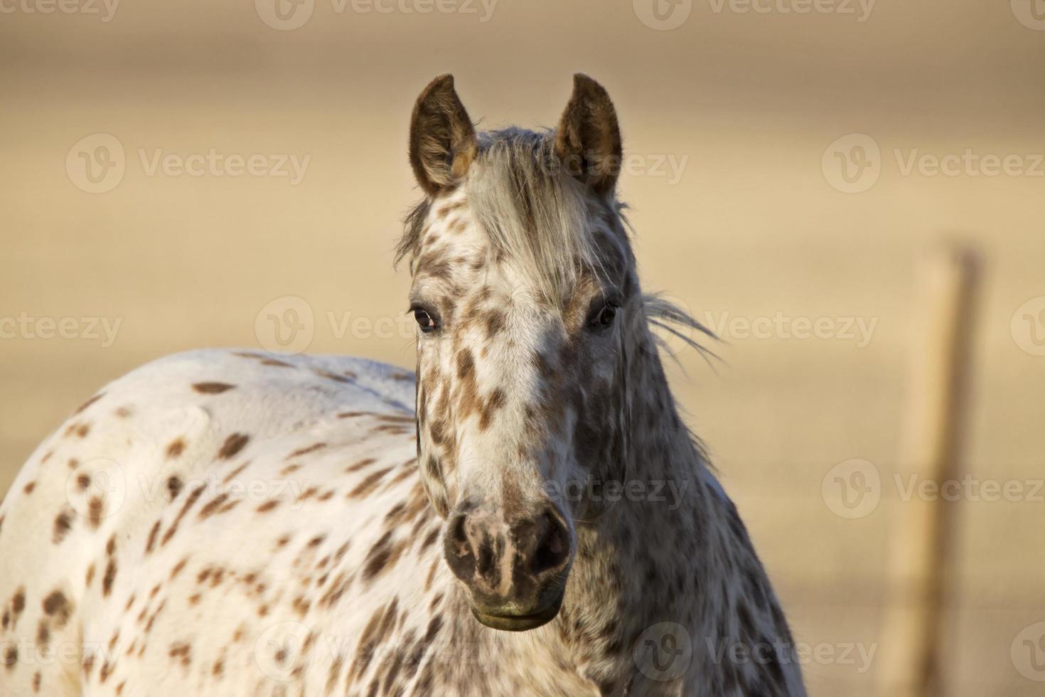 Horse in Pasture Canada photo