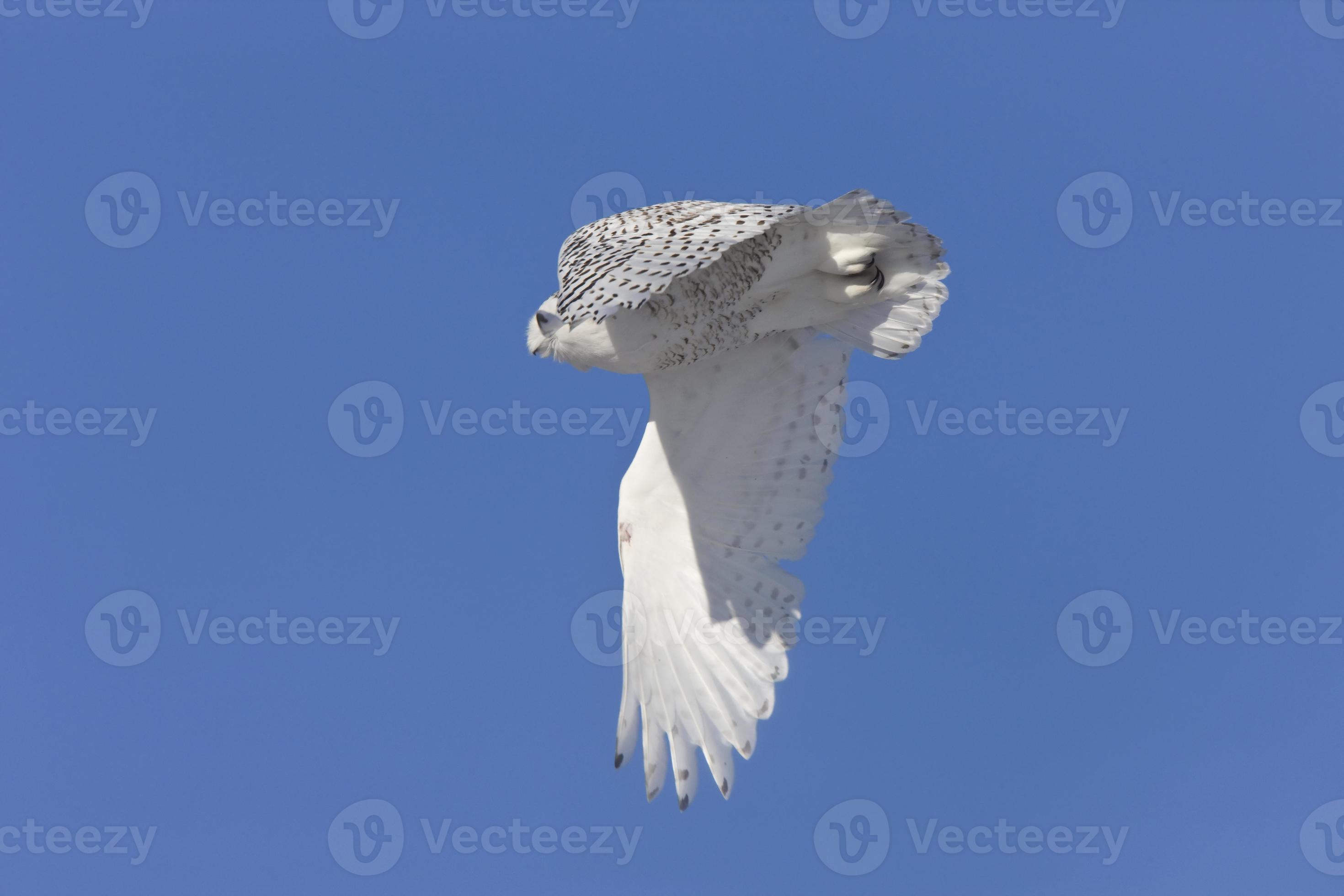 Snowy Owl In Flight 6031549 Stock Photo At Vecteezy snowy-owl-in-flight-6031549-stock-photo-at-vecteezy
