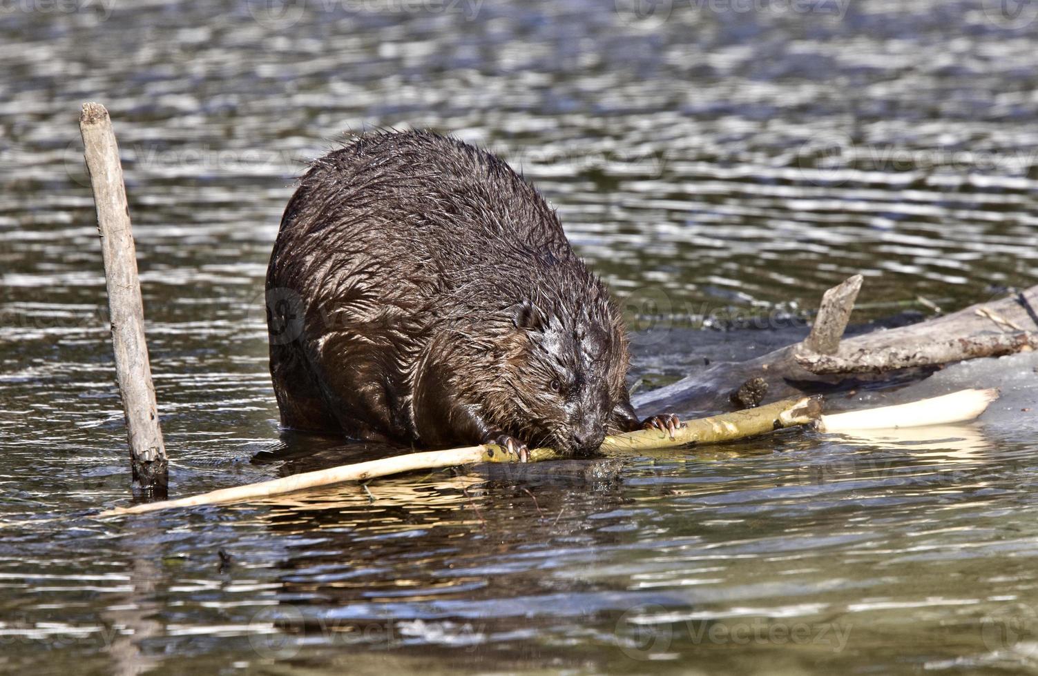 Beaver at Work photo