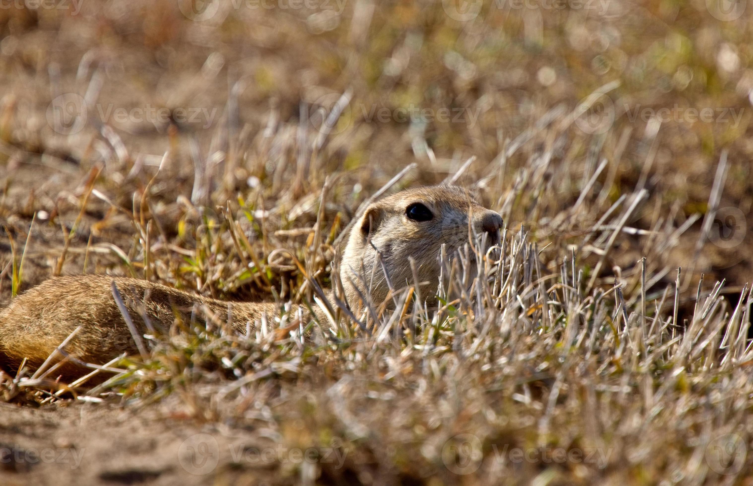 Witness The Incredible Gopher Vs. Prairie Dog Battle! - vuf8r14