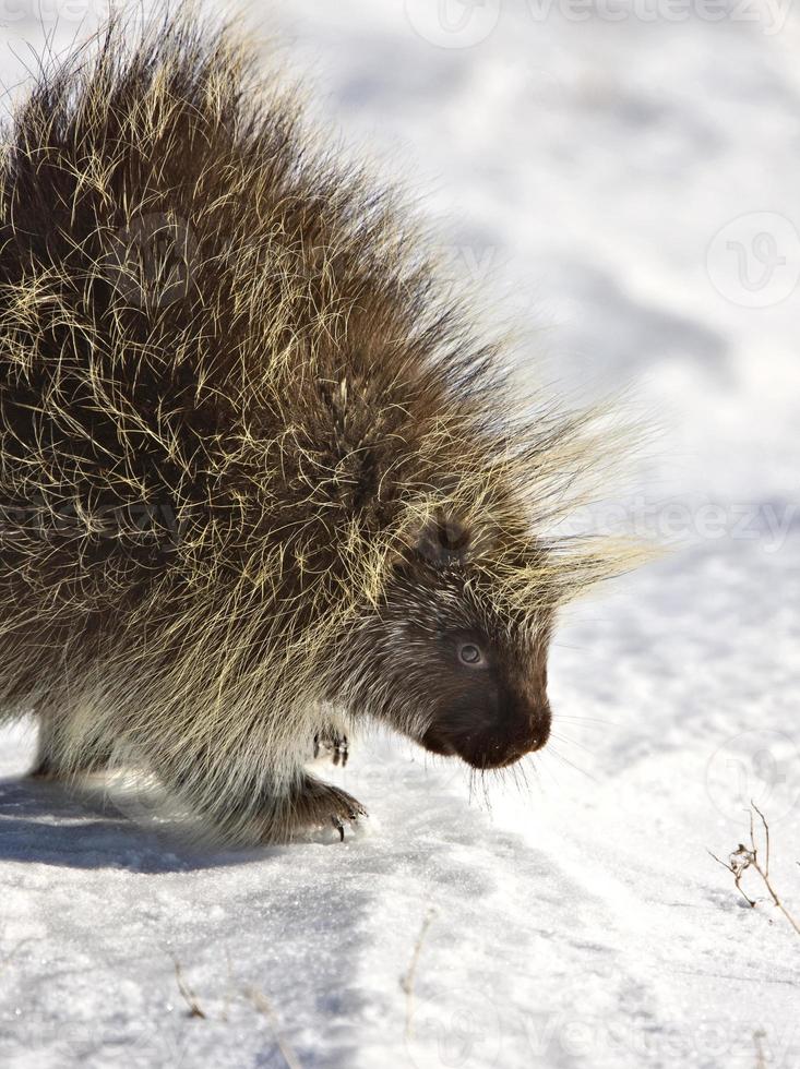 Porcupine in winter photo