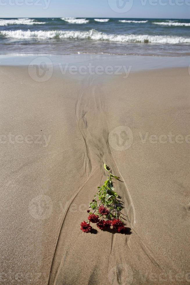 orilla del lago huron foto