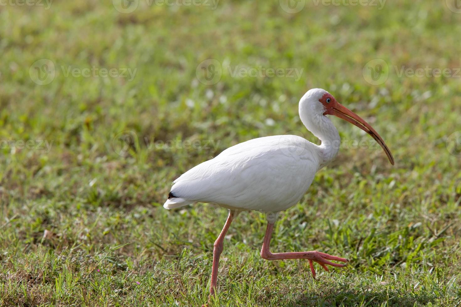 Wood Stork found in Florida photo