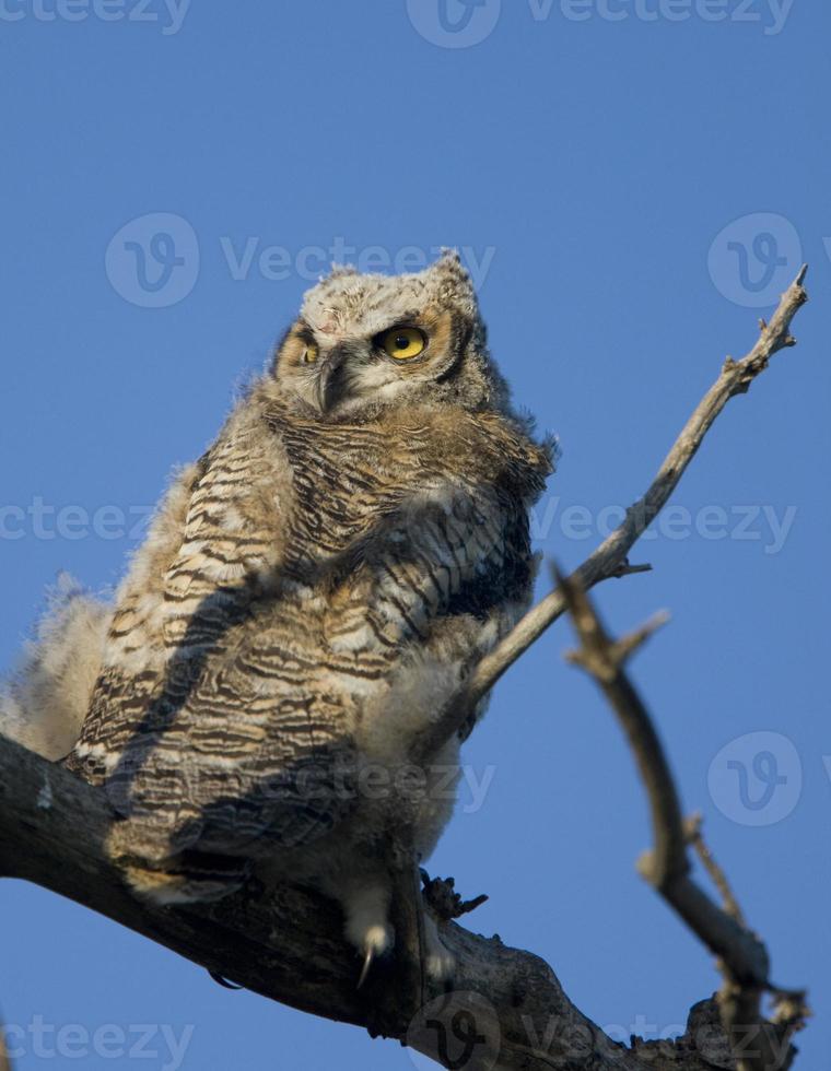 Great Horned Owl photo