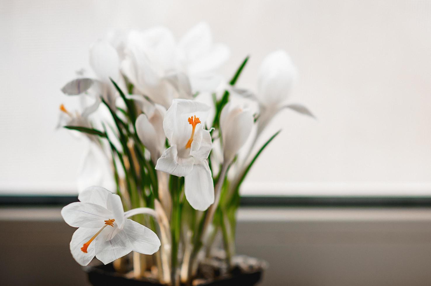 soft focused closeup view of white crocus flowers in bloom photo