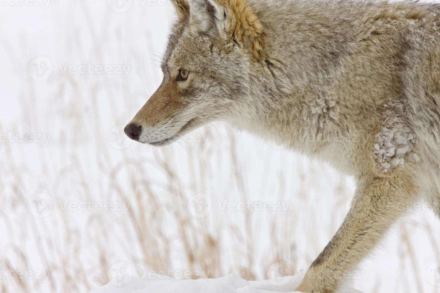 parque de yellowstone wyoming invierno snow coyote foto