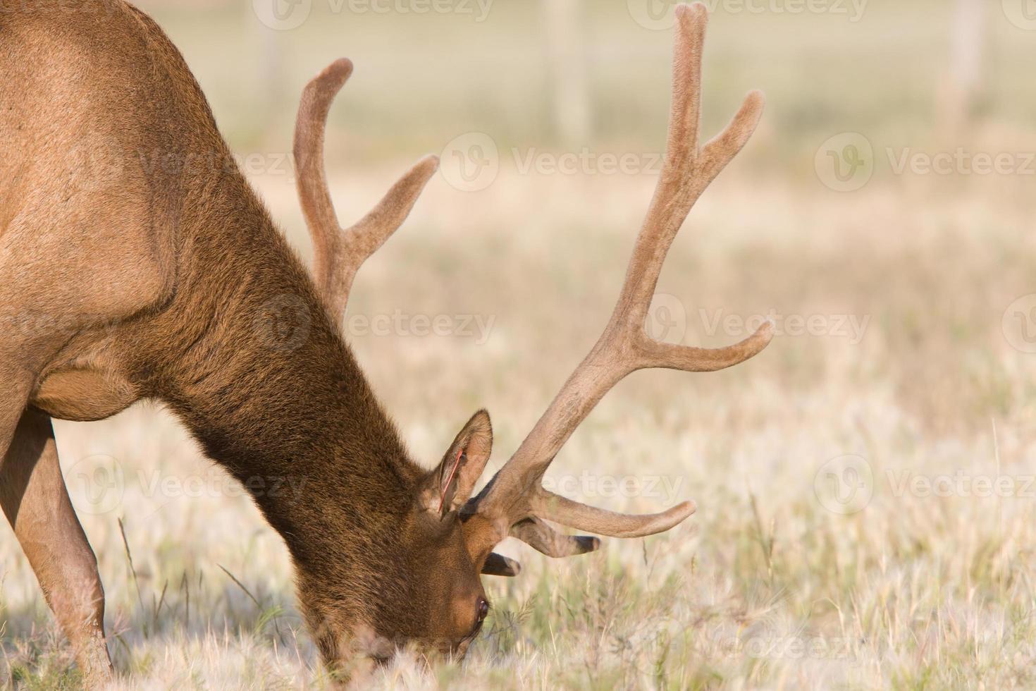 Male elk in field photo