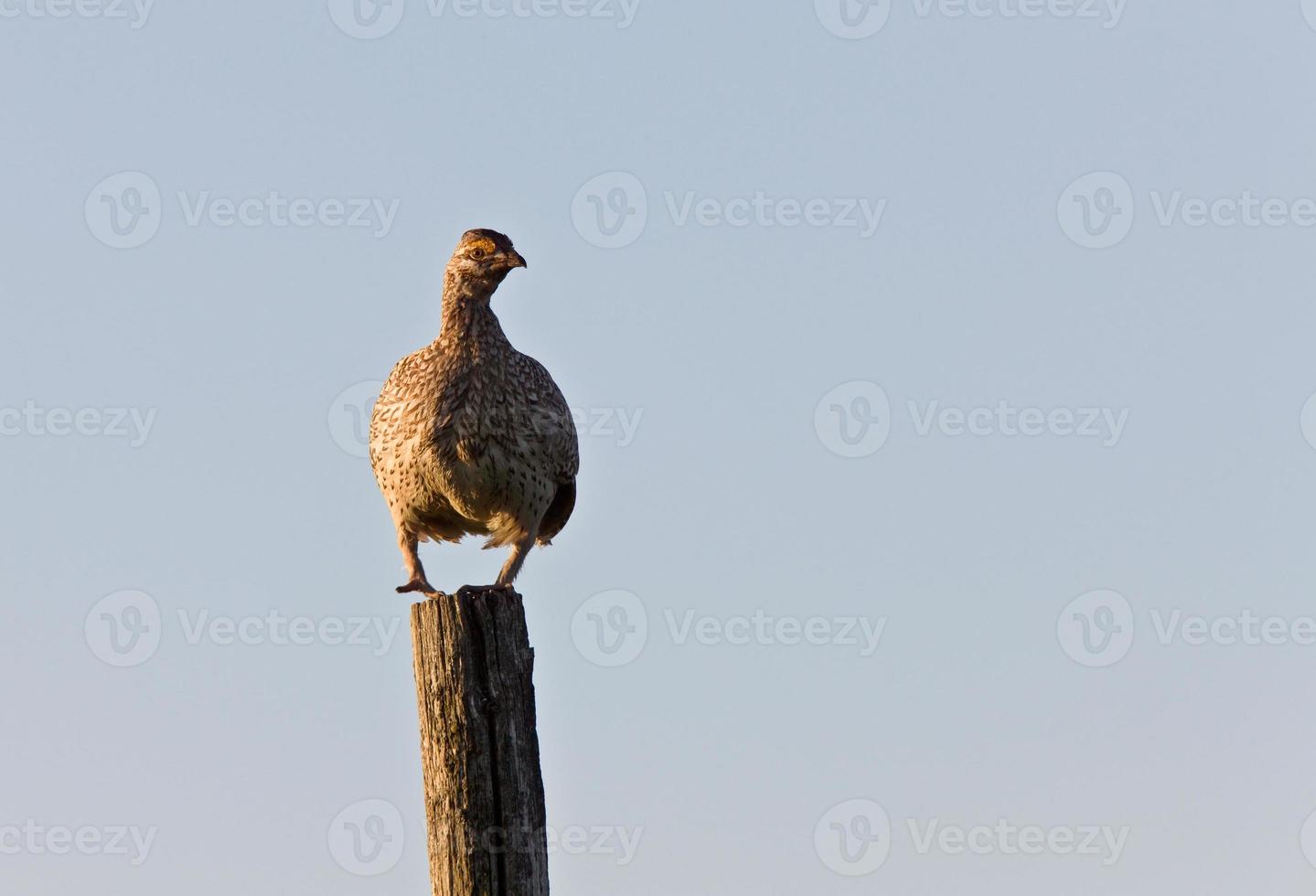 sharp tailed grouse photo