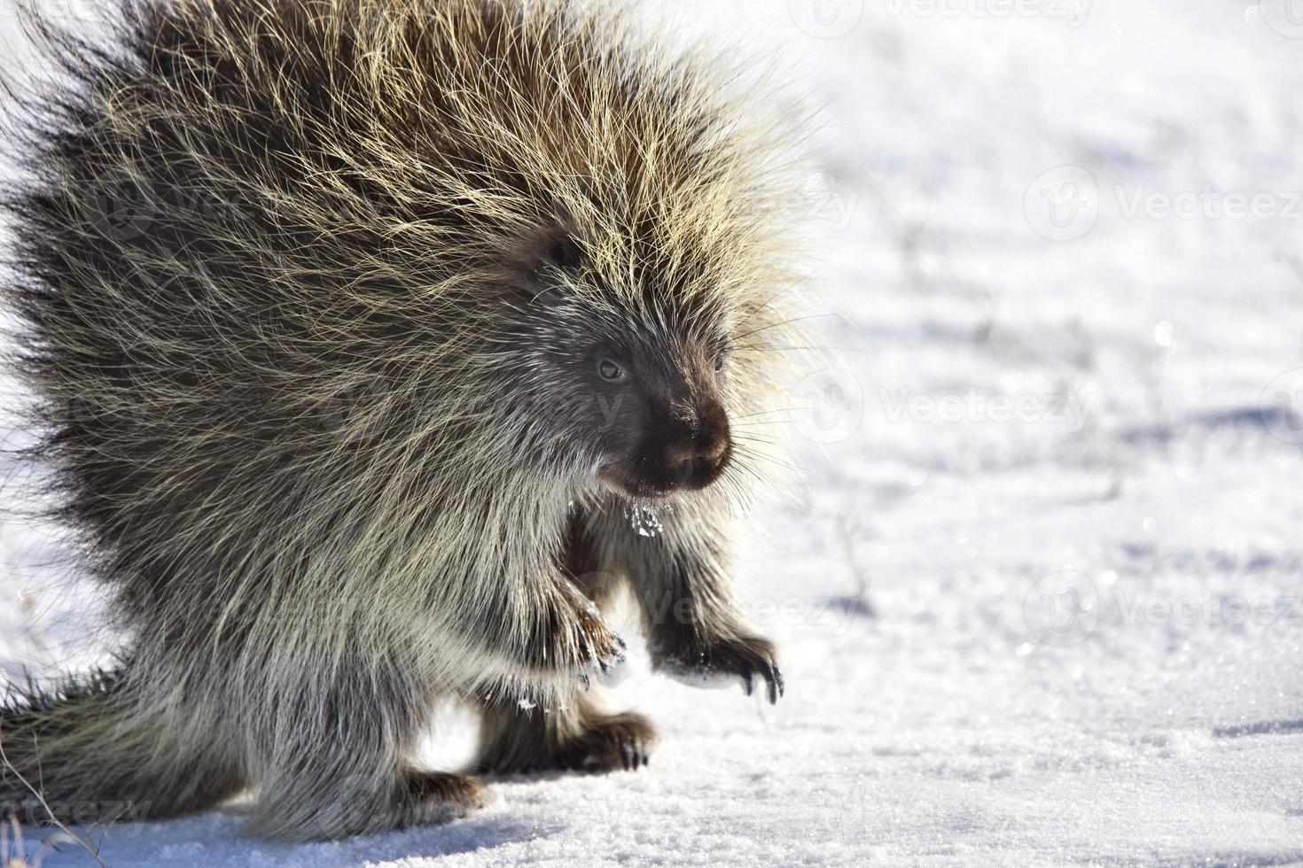 Porcupine in winter photo
