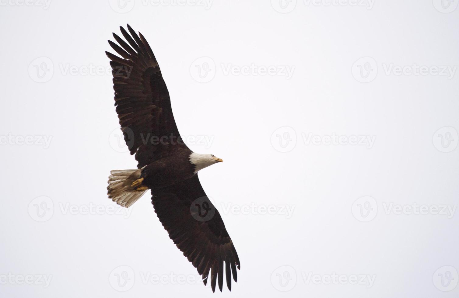 águila calva columbia británica en vuelo foto