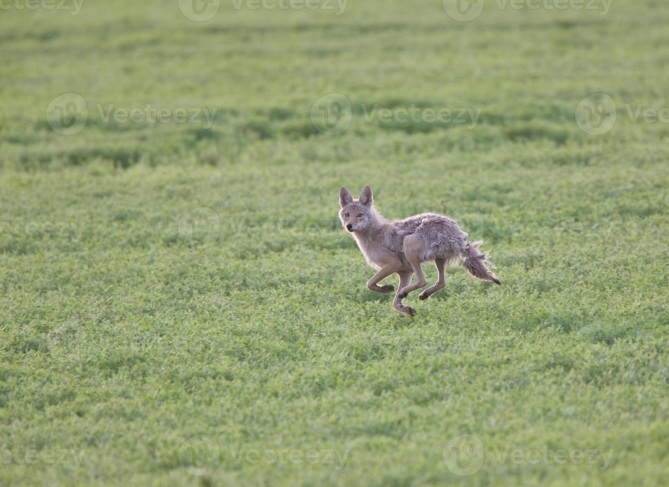 Coyote running through field photo