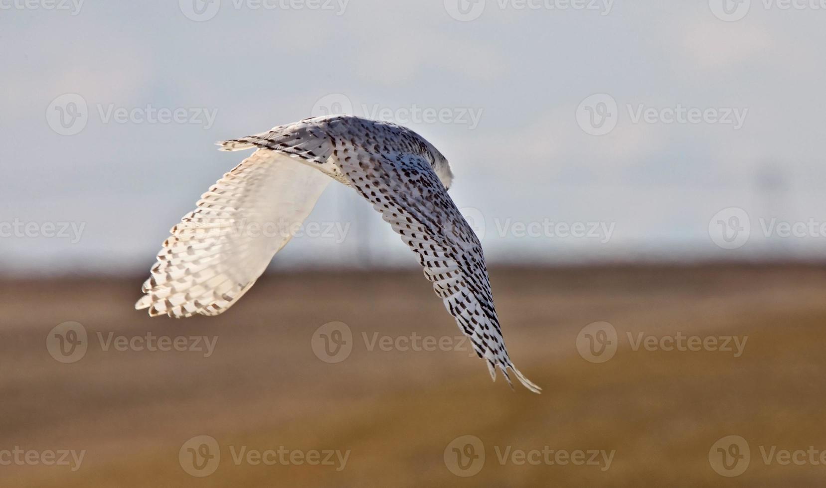 búho nival saskatchewan canadá en vuelo foto