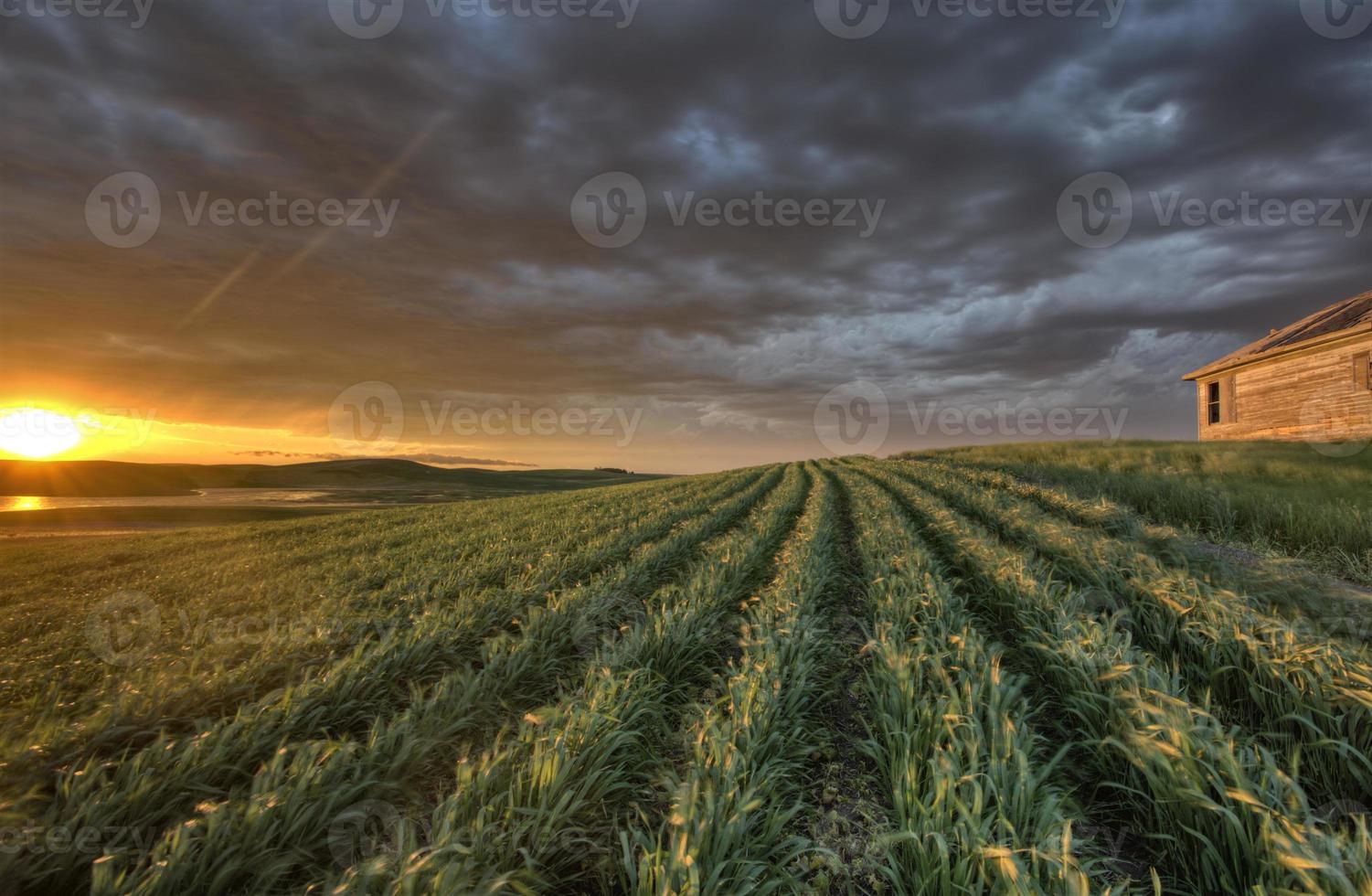 Newly planted crop photo