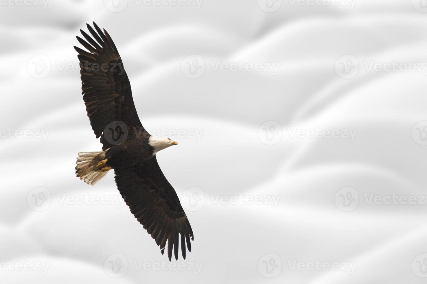 águila calva columbia británica en vuelo foto