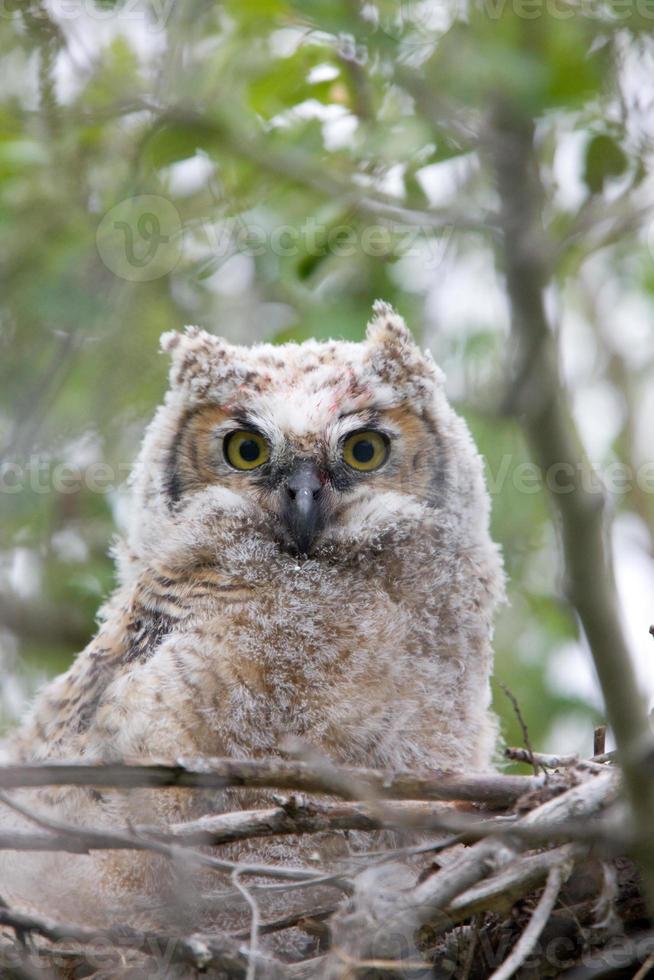 Great Horned Owlet in nest photo